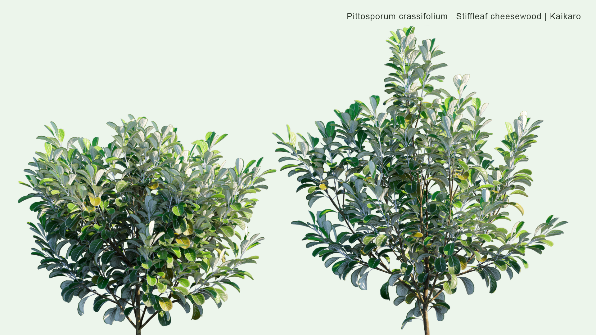 2D Pittosporum Crassifolium - Stiffleaf Cheesewood, Kaikaro, Karo, Kihihi