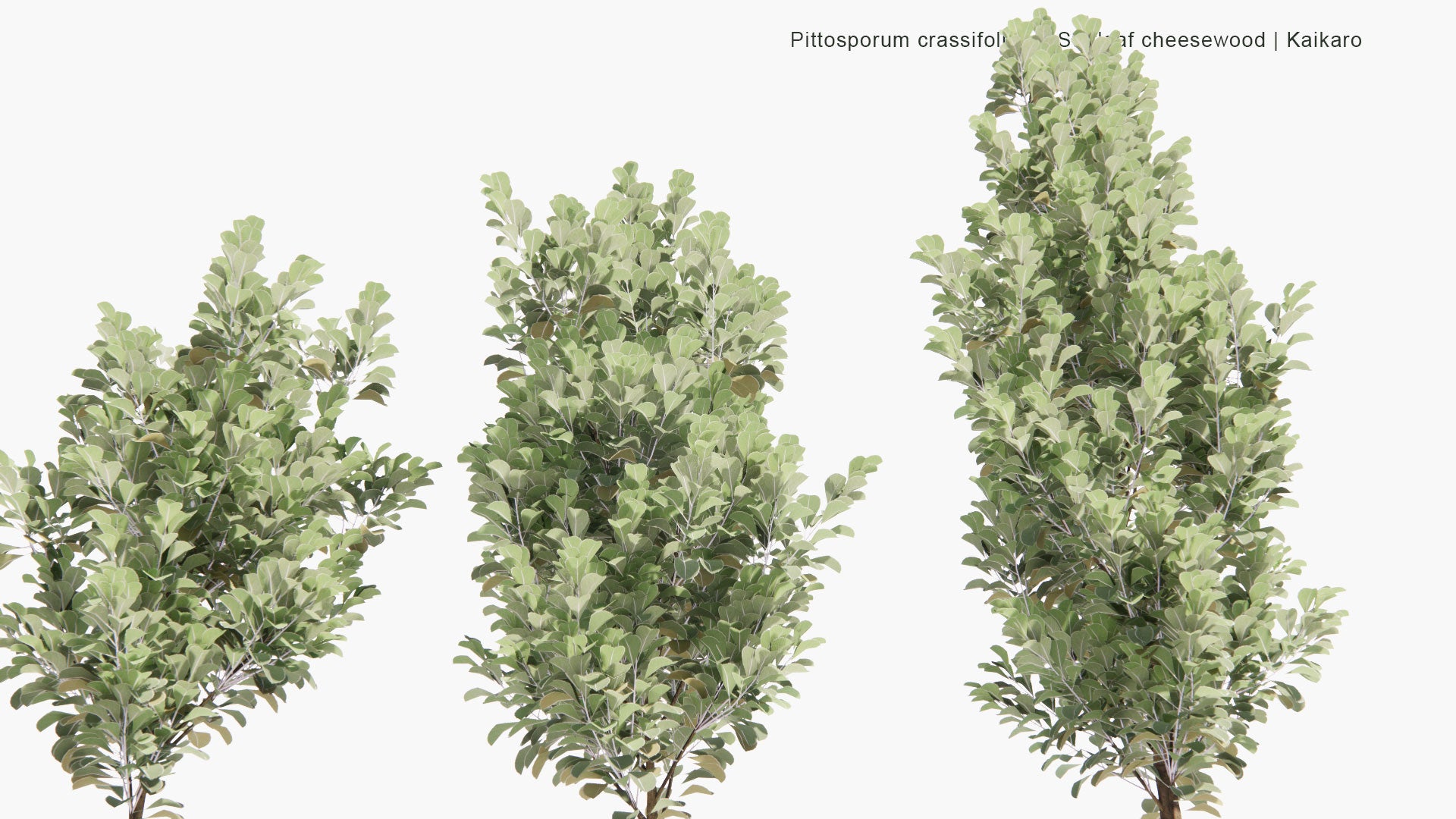 Low Poly Pittosporum Crassifolium - Stiffleaf Cheesewood, Kaikaro, Karo, Kihihi (3D Model)