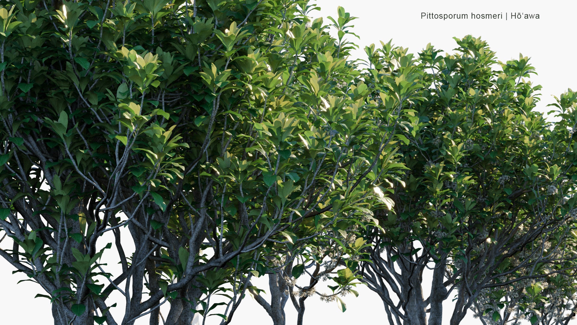 Pittosporum Hosmeri - Ho'awa, Hawaiian Magnolia