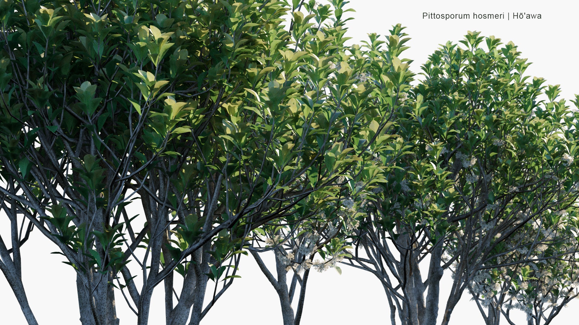 Low Poly Pittosporum Hosmeri - Ho'awa, Hawaiian Magnolia (3D Model)