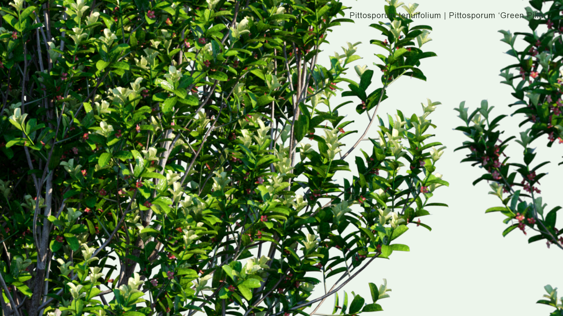 2D Pittosporum Tenuifolium - Pittosporum ' Green Pillar'