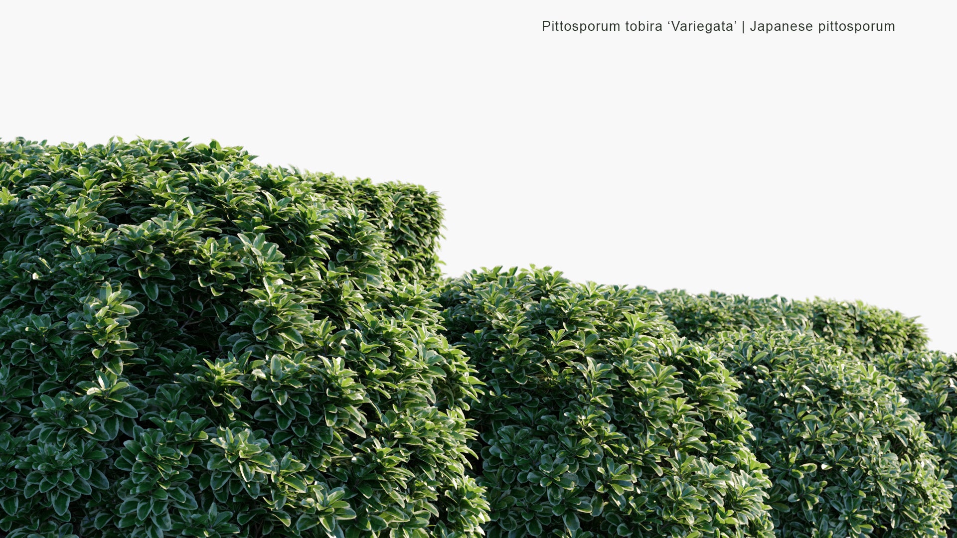 Pittosporum Tobira 'Variegata' - Variegated Mock Orange (3D Model)