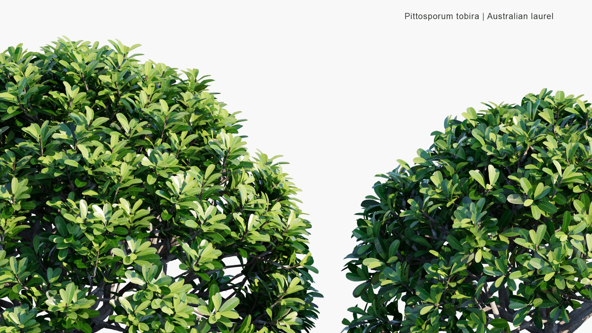 Low Poly Pittosporum Tobira - Australian Laurel, Japanese Pittosporum, Mock Orange, Japanese Cheesewood (3D Model)