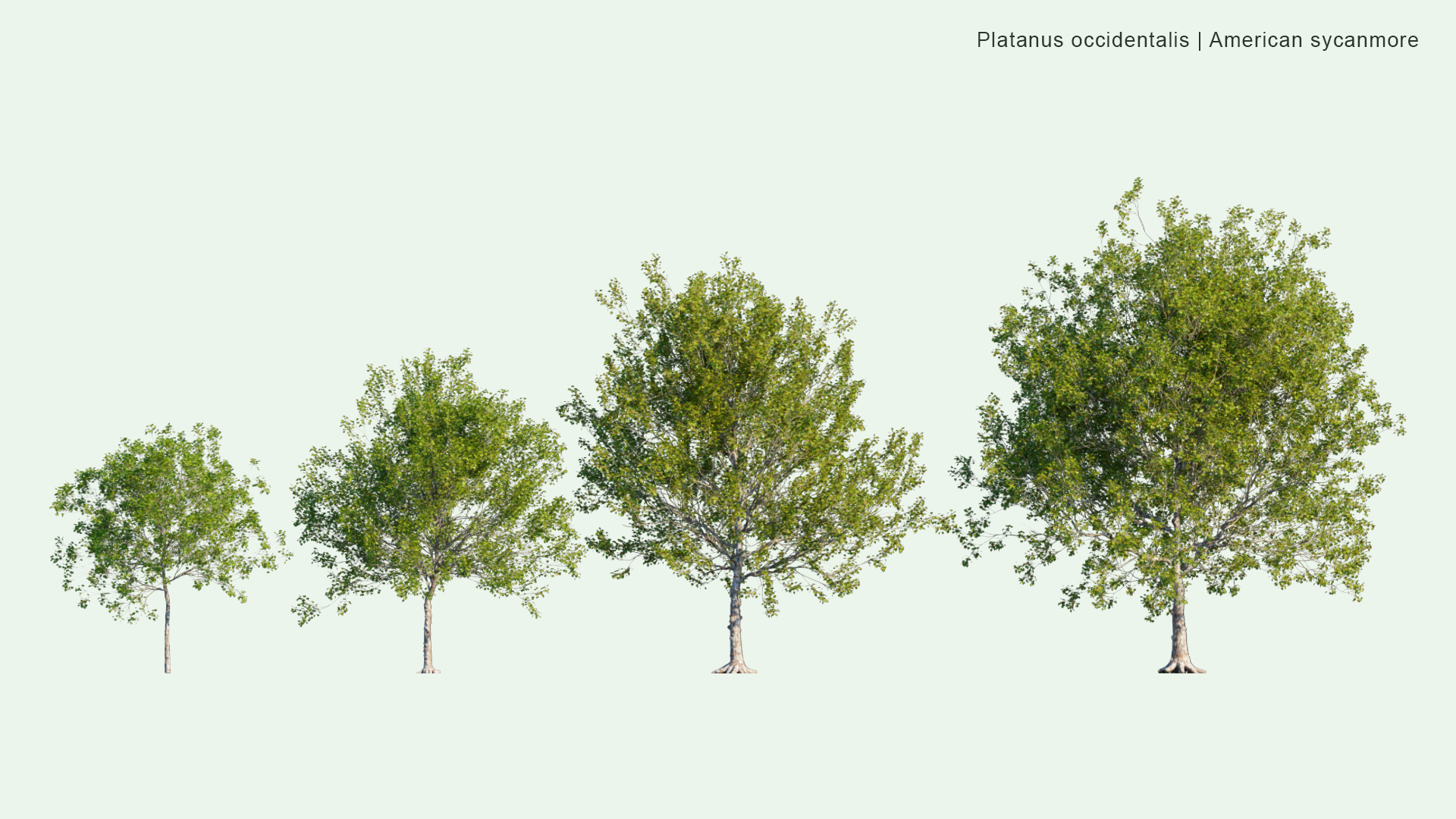 2D Platanus Occidentalis - American Sycamore, American Planetree, Western Plane, Occidental Plane, Buttonwood, Water Beech