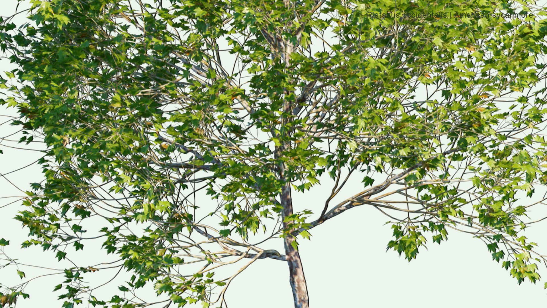 2D Platanus Occidentalis - American Sycamore, American Planetree, Western Plane, Occidental Plane, Buttonwood, Water Beech