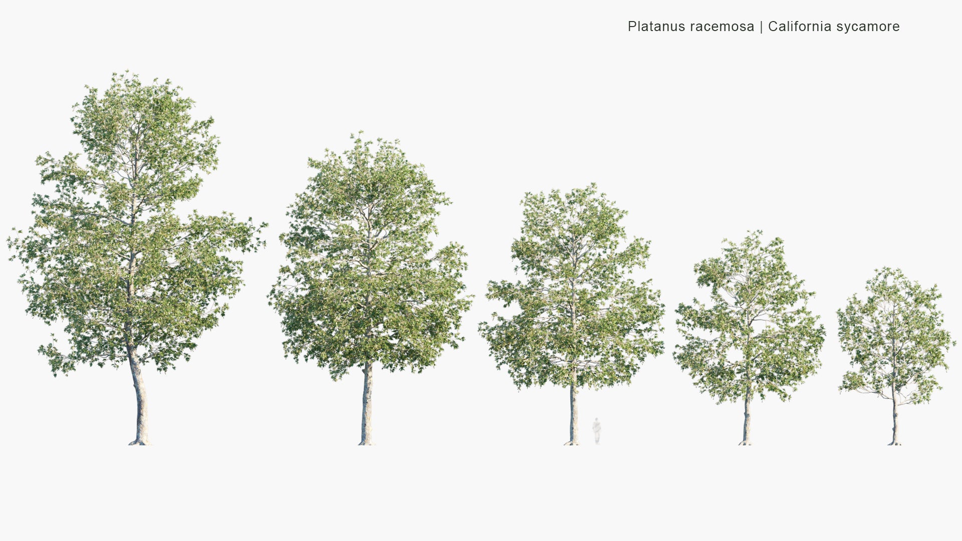 Platanus Racemosa - California Sycamore, Western Sycamore, California Plane Tree, Aliso (3D Model)