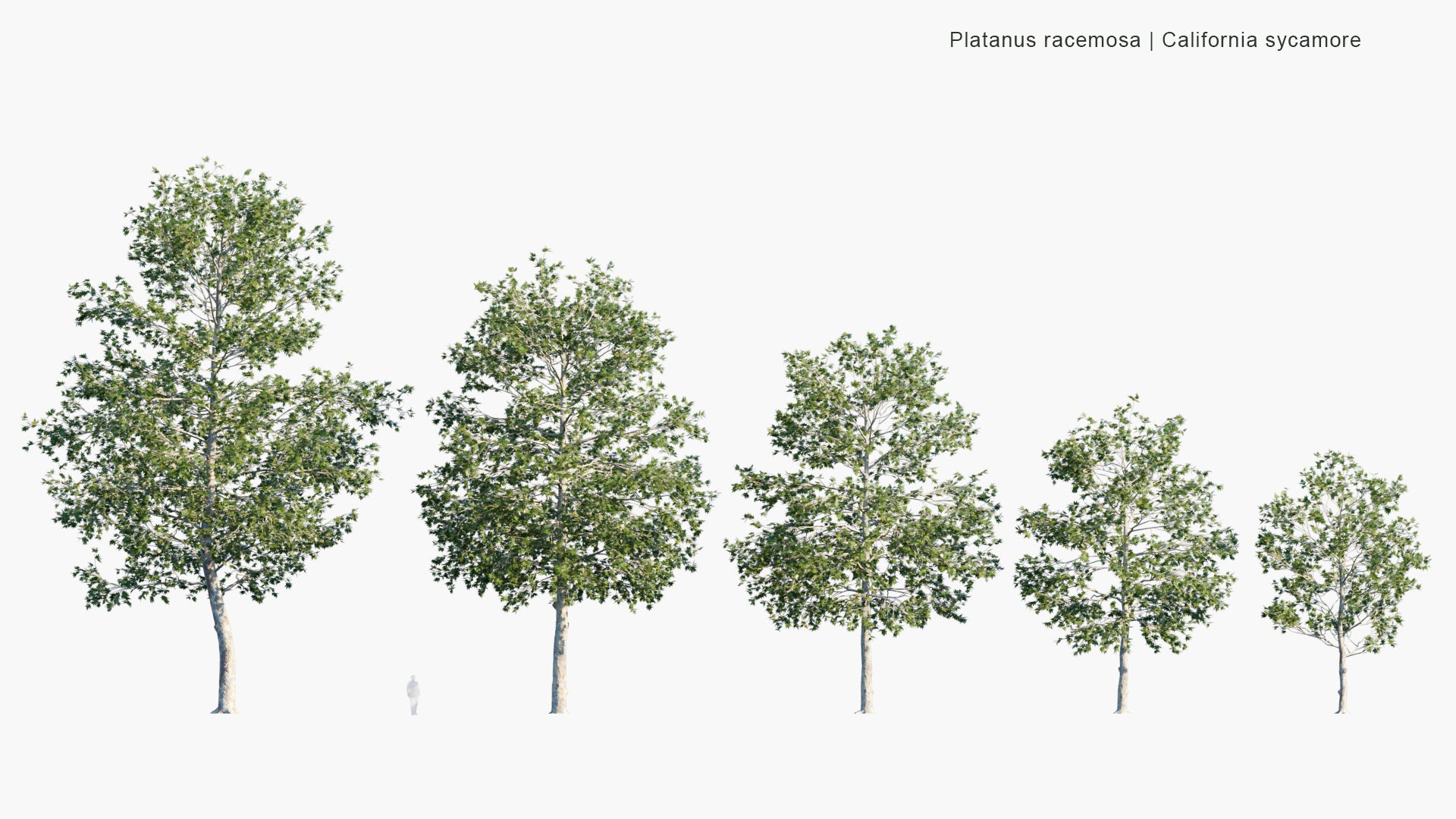 Low Poly Platanus Racemosa - California Sycamore, Western Sycamore, California Plane Tree, Aliso (3D Model)