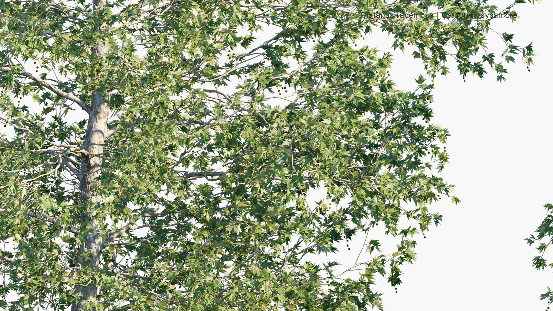 Platanus Racemosa - California Sycamore, Western Sycamore, California Plane Tree, Aliso (3D Model)