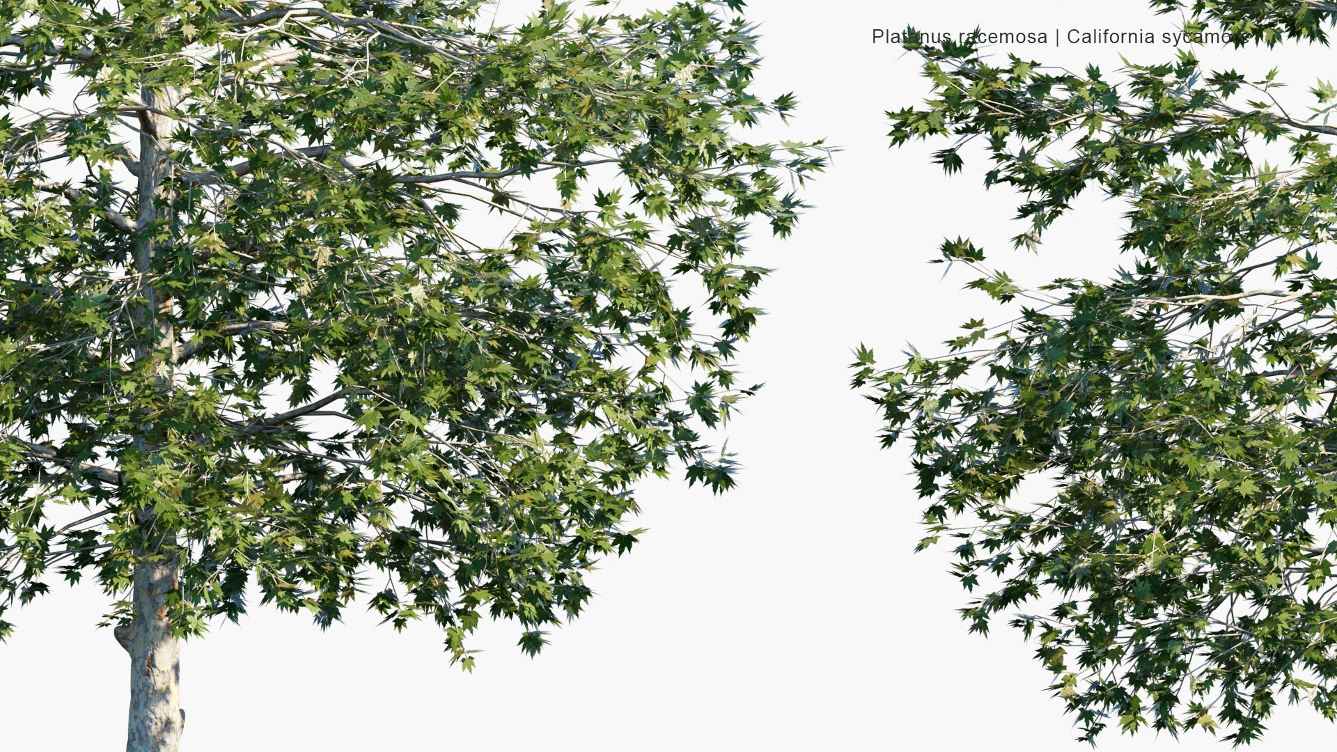 Low Poly Platanus Racemosa - California Sycamore, Western Sycamore, California Plane Tree, Aliso (3D Model)