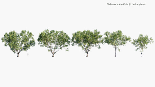 Platanus X Acerifolia
