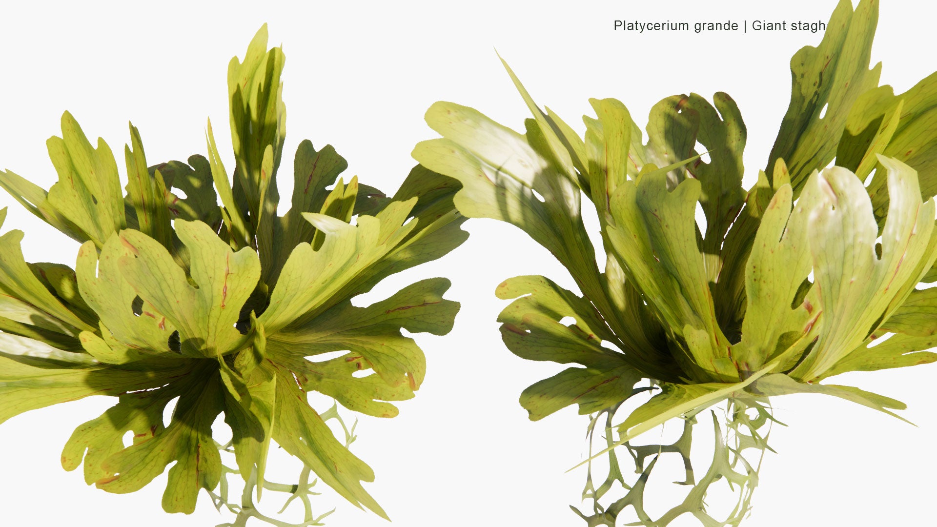 Low Poly Platycerium Grande - Giant Staghorn Fern, Capa de Leon (3D Model)