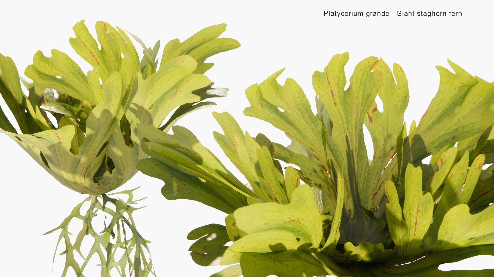 Low Poly Platycerium Grande - Giant Staghorn Fern, Capa de Leon (3D Model)