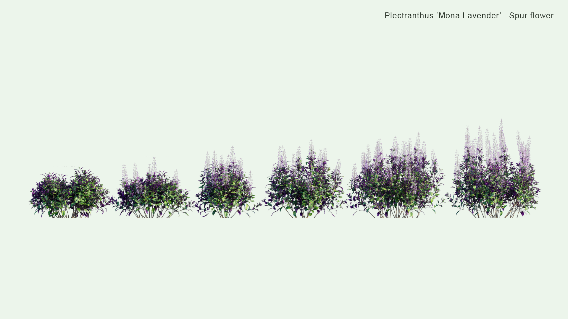 2D Plectranthus 'Mona Lavender' - Spur Flower