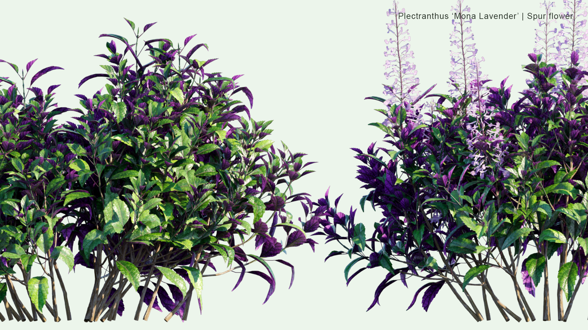 2D Plectranthus 'Mona Lavender' - Spur Flower