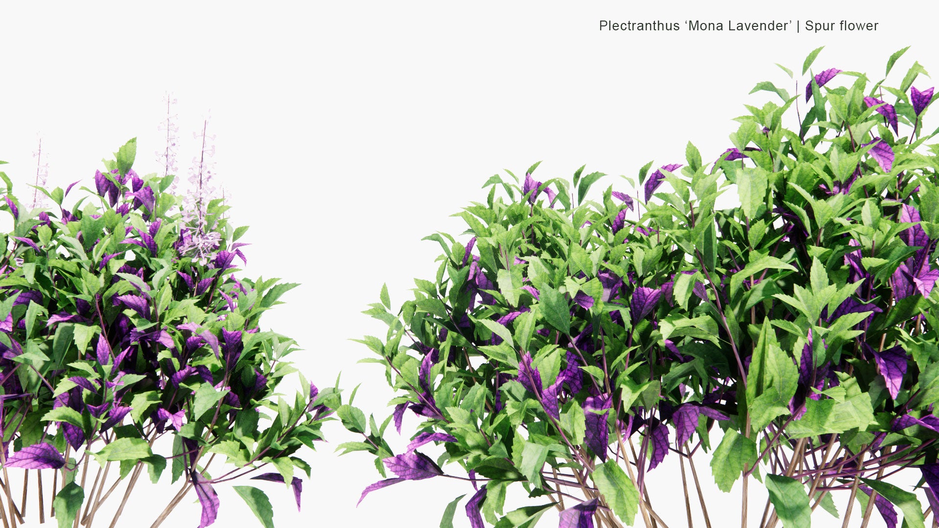 Low Poly Plectranthus 'Mona Lavender' - Spur Flower (3D Model)