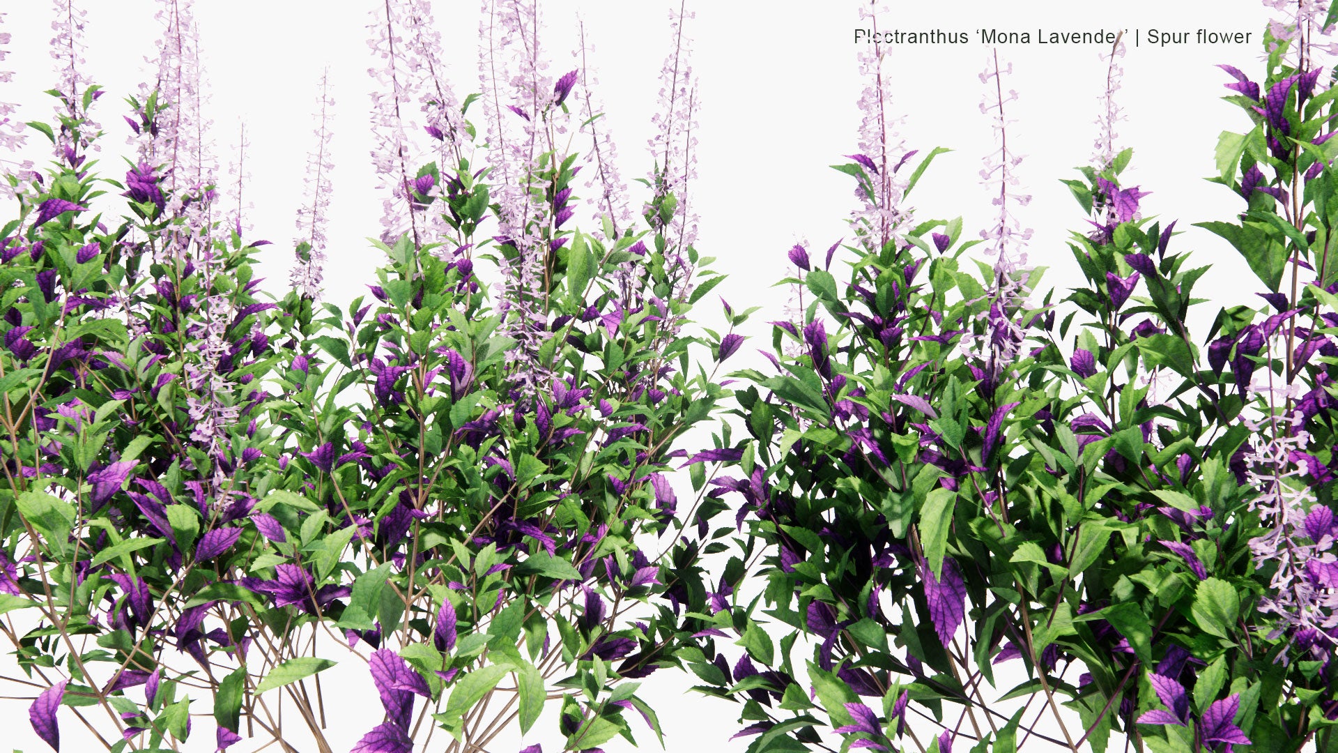 Low Poly Plectranthus 'Mona Lavender' - Spur Flower (3D Model)