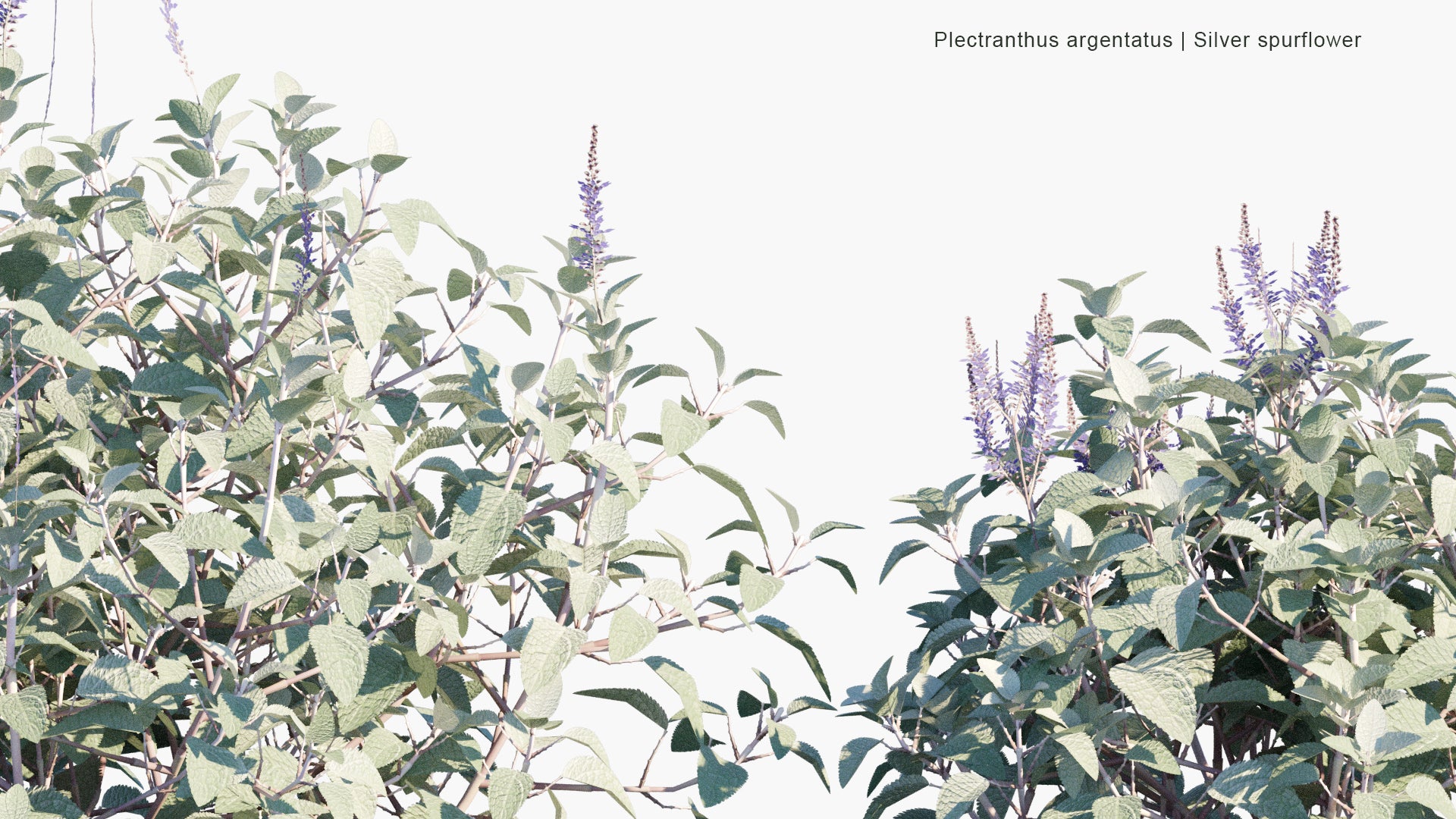 Low Poly Plectranthus Argentatus - Silver Spurflower (3D Model)