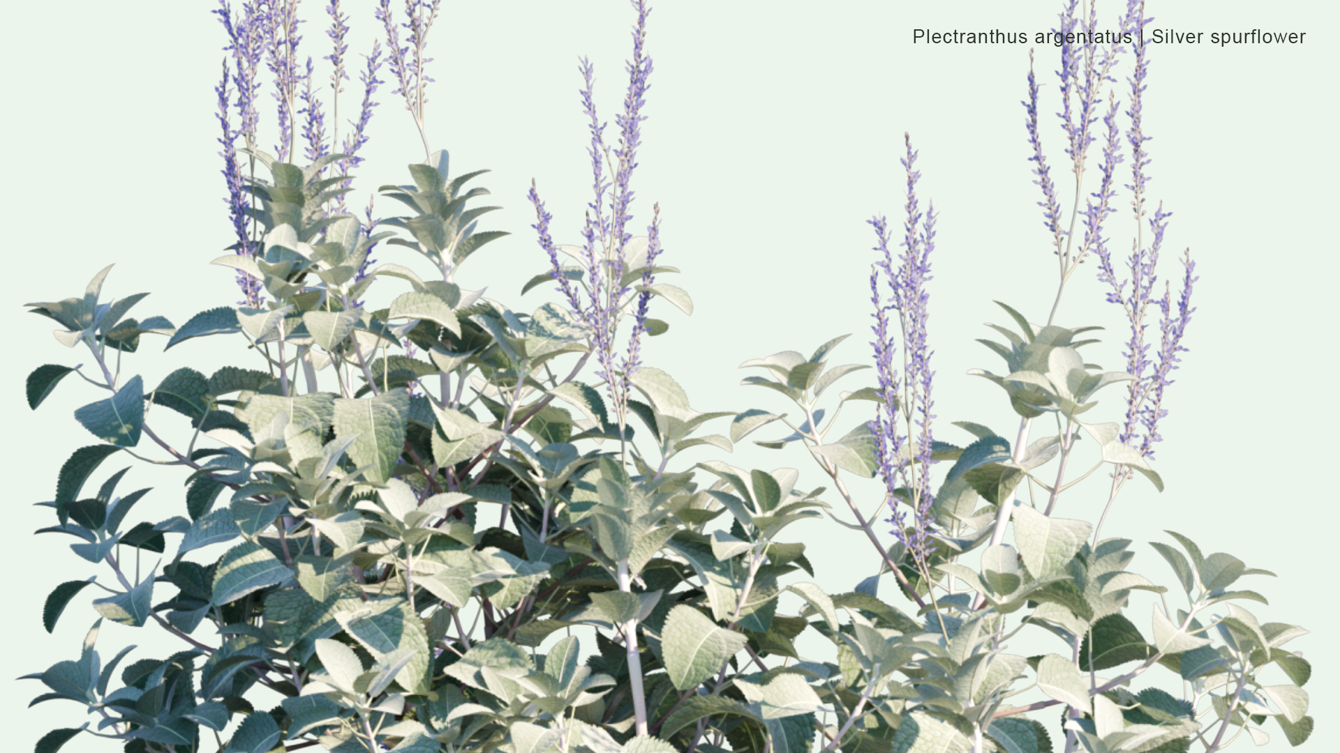2D Plectranthus Argentatus - Silver Spurflower