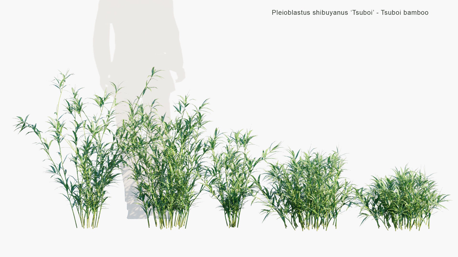 Low Poly Pleioblastus Shibuyanus 'Tsuboi' - Tsuboi Bamboo (3D Model)