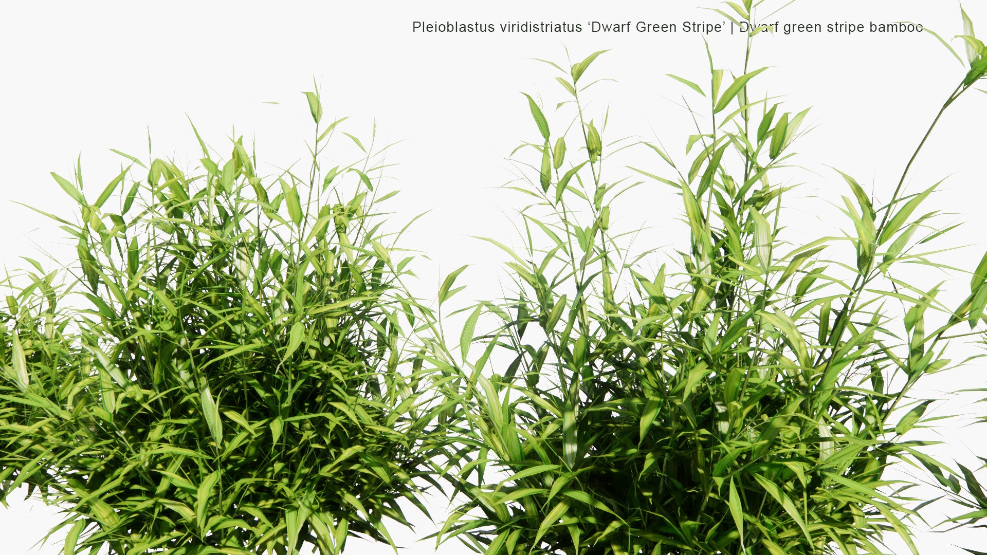 Low Poly Pleioblastus Viridistriatus 'Dwarf Green Stripe' - Dwarf Green Stripe Bamboo (3D Model)