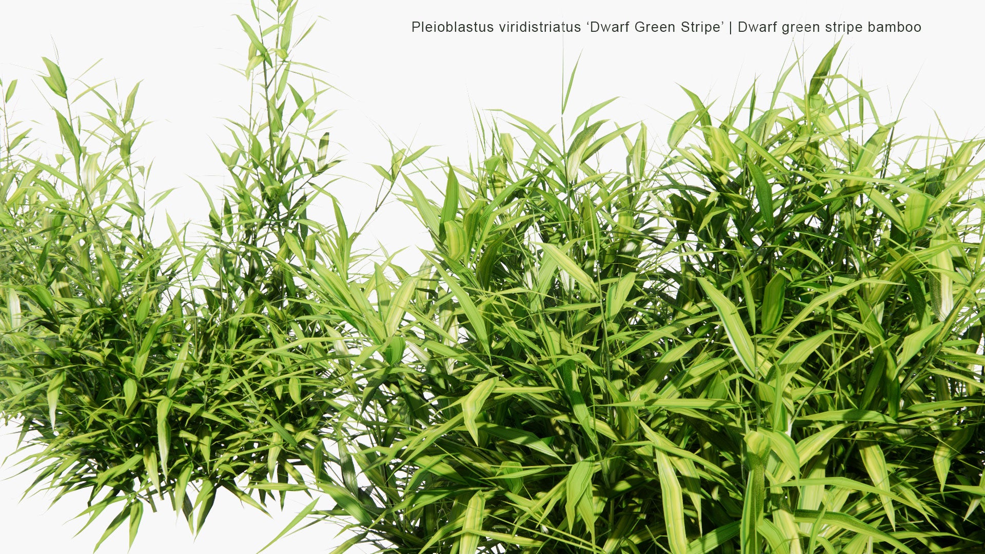 Low Poly Pleioblastus Viridistriatus 'Dwarf Green Stripe' - Dwarf Green Stripe Bamboo (3D Model)