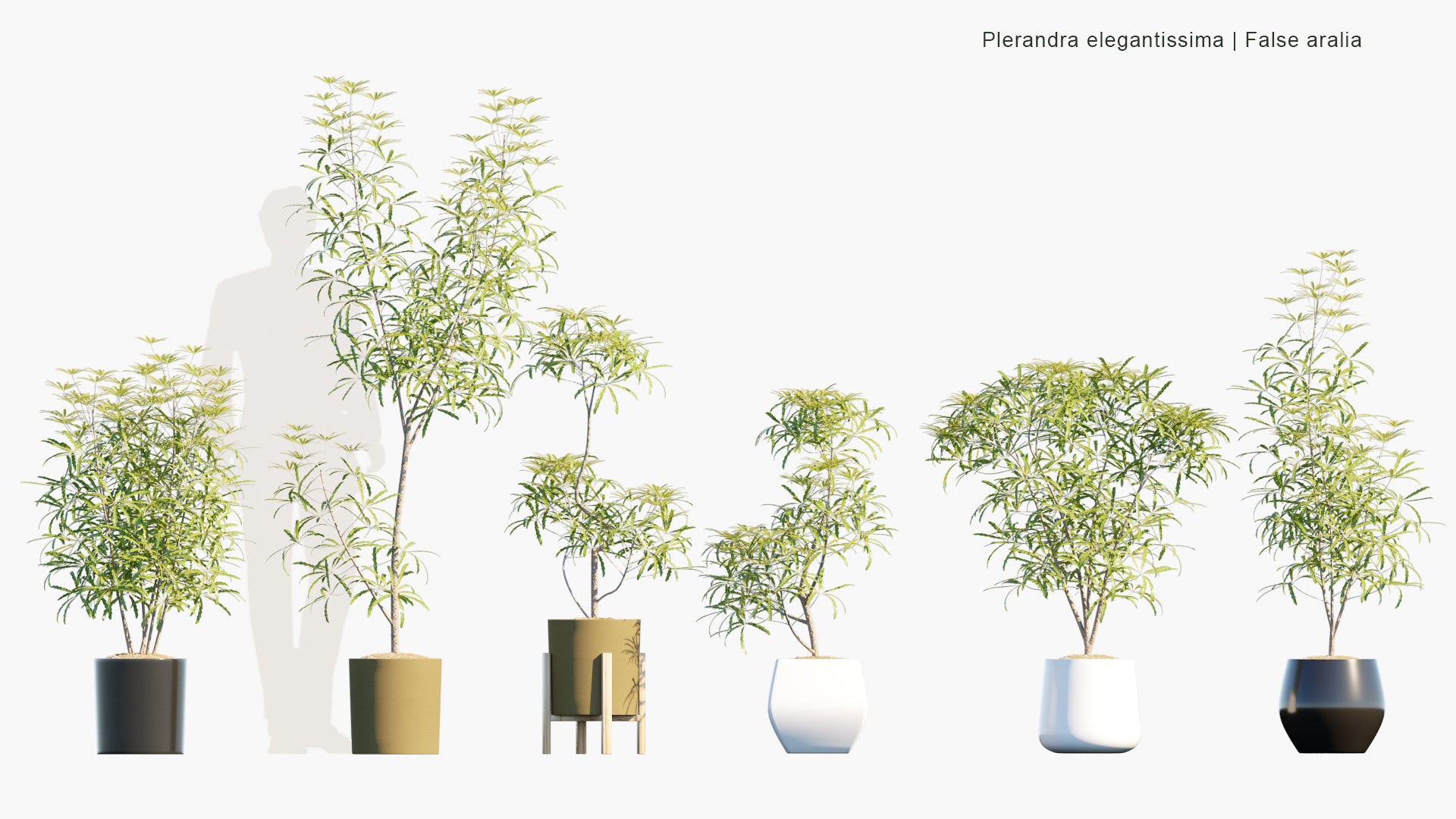 Plerandra Elegantissima - False Aralia (3D Model)