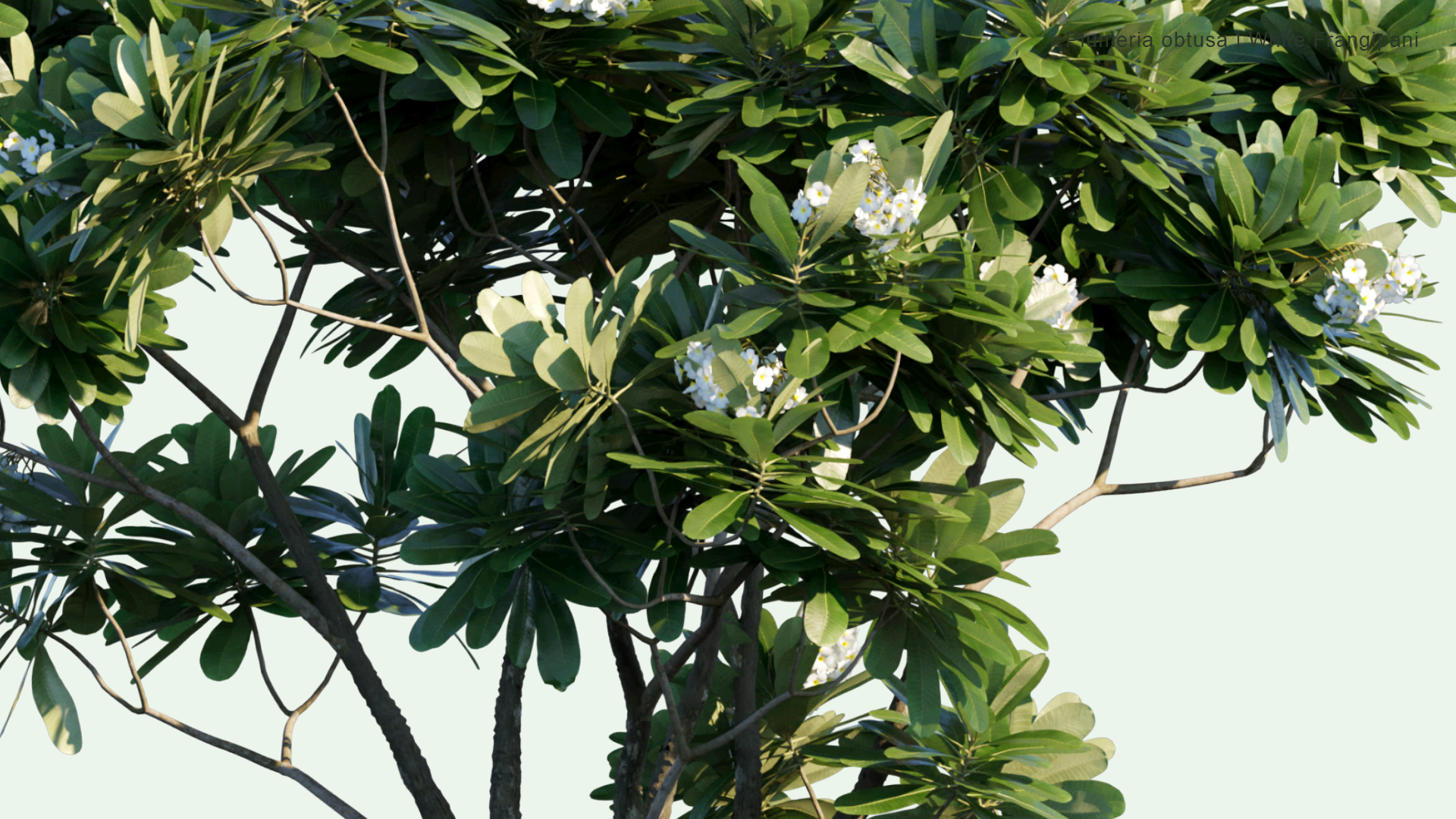 2D Plumeria Obtusa - White Frangipani