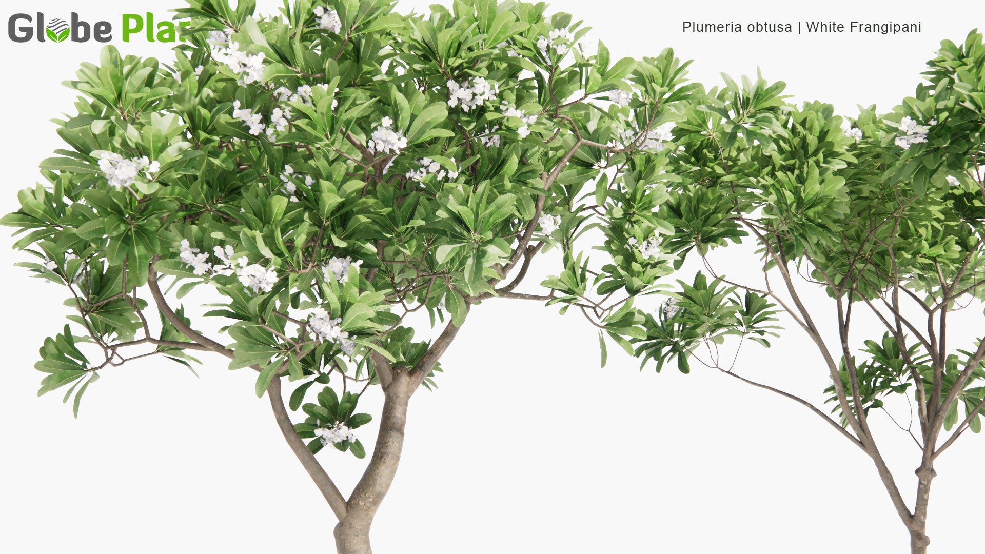 Low Poly Plumeria Obtusa - White Frangipani (3D Model)