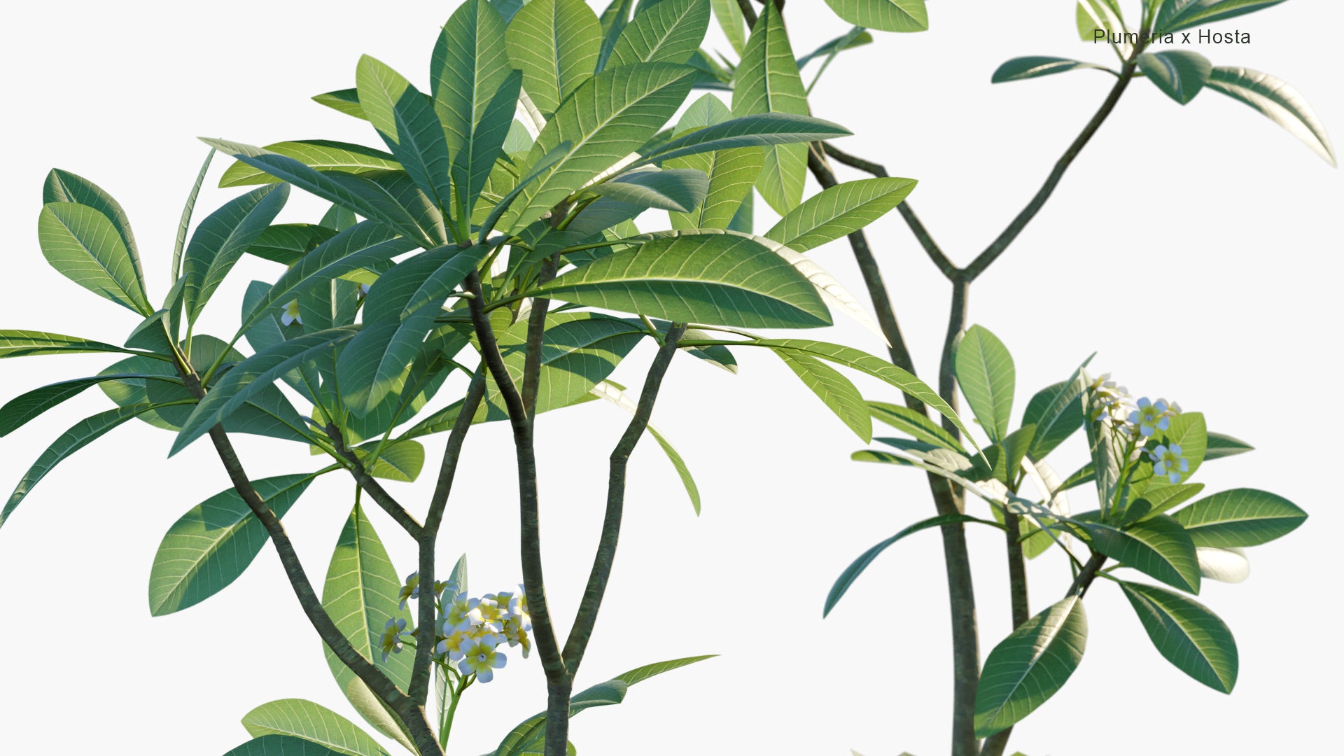 Plumeria Acuminata, Hosta Plantaginea - Frangipani, Fragrant Plantain Lily (3D Model)