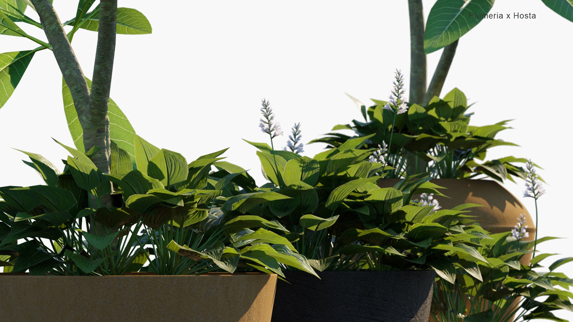 Low Poly Plumeria Acuminata, Hosta Plantaginea - Frangipani, Fragrant Plantain Lily (3D Model)