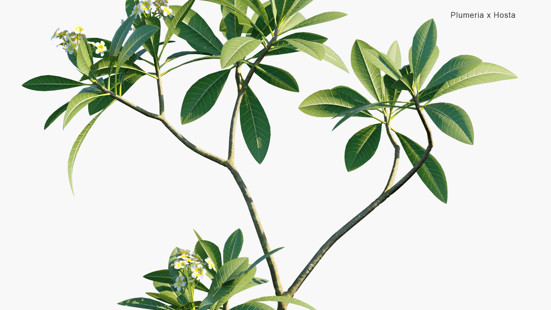 Low Poly Plumeria Acuminata, Hosta Plantaginea - Frangipani, Fragrant Plantain Lily (3D Model)