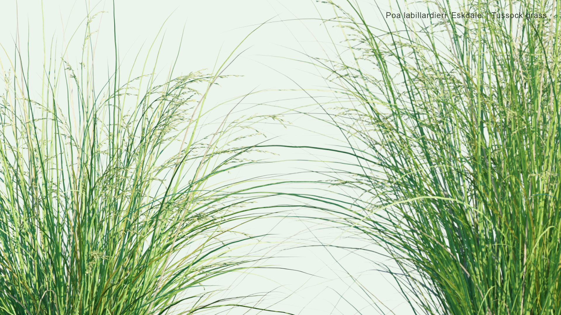 2D Poa Labillardieri 'Eskdale' - Blue Tussock Grass