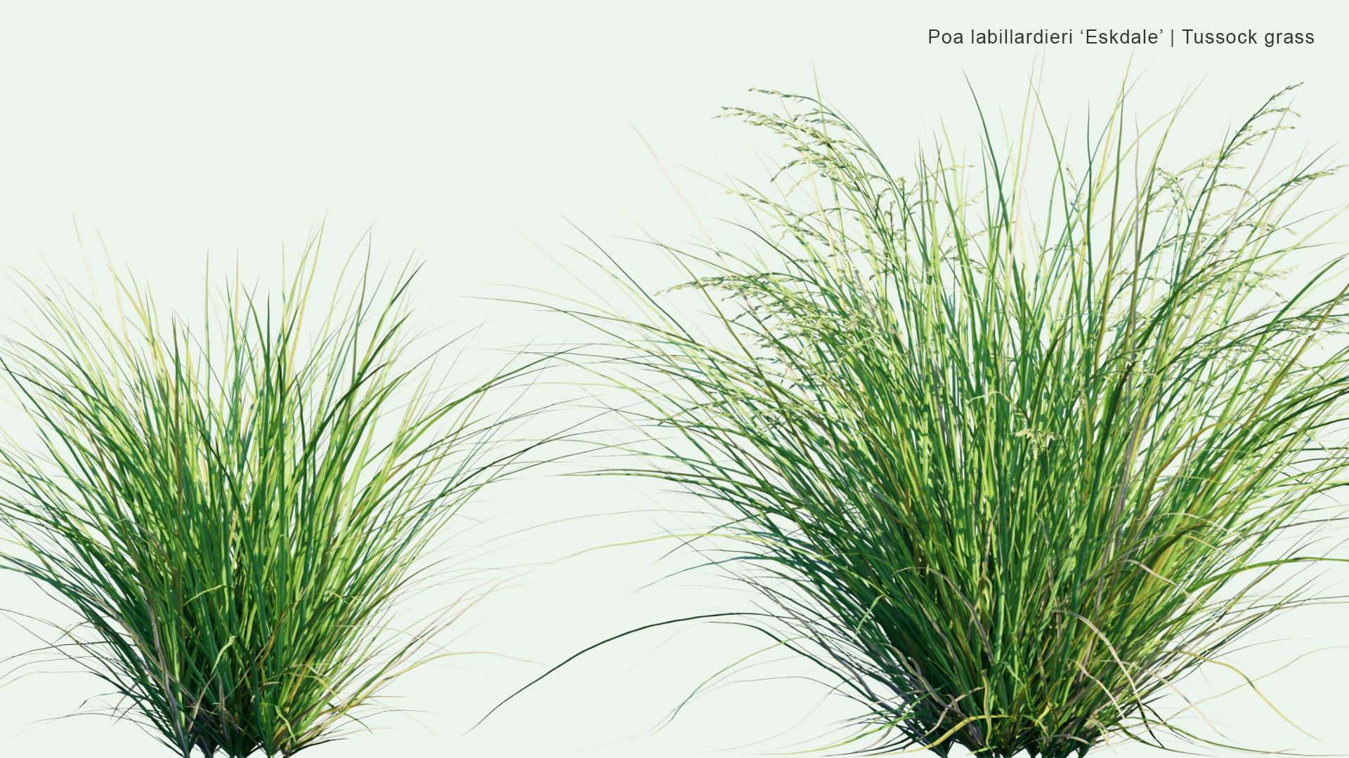 2D Poa Labillardieri 'Eskdale' - Blue Tussock Grass