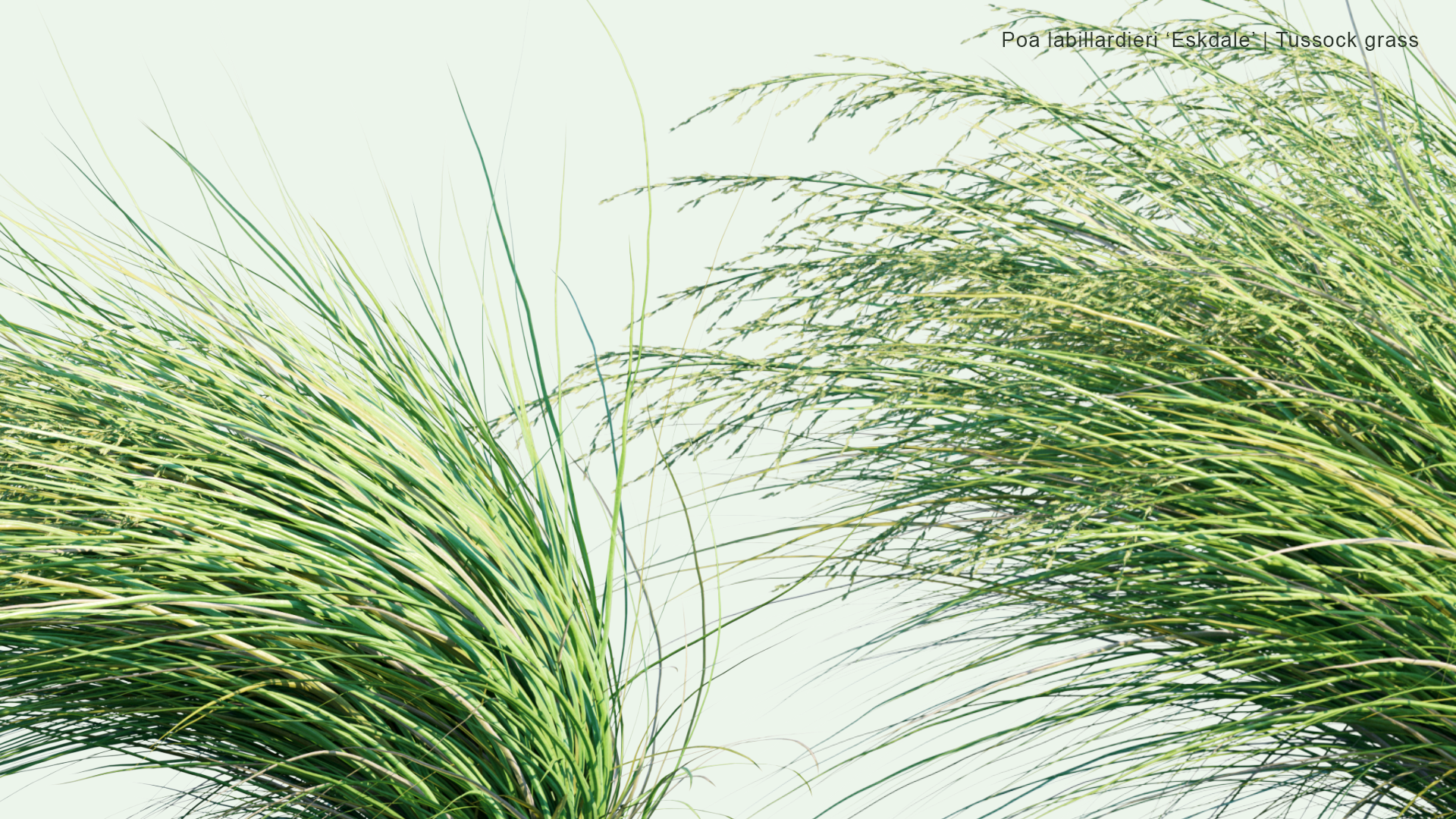 2D Poa Labillardieri 'Eskdale' - Blue Tussock Grass