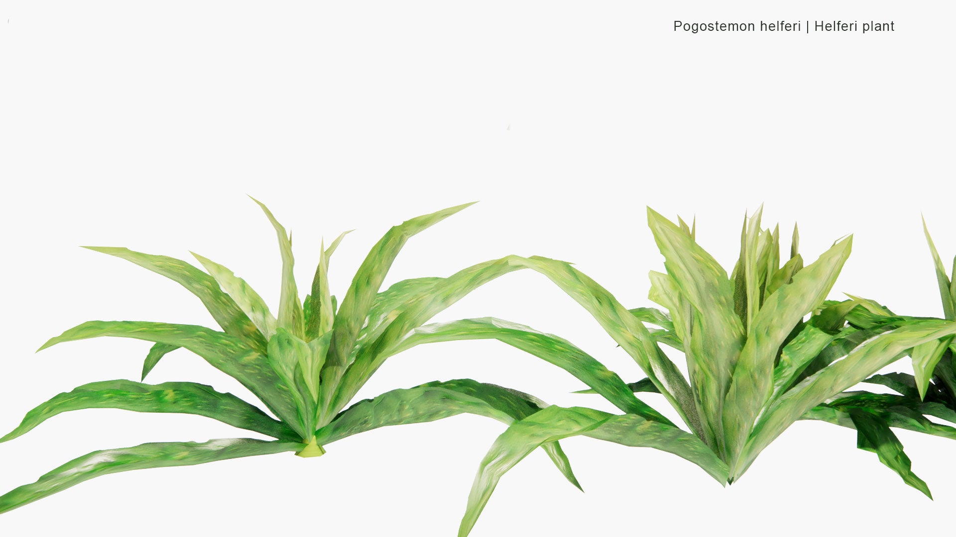 Low Poly Pogostemon Helferi - Helferi Plant (3D Model)