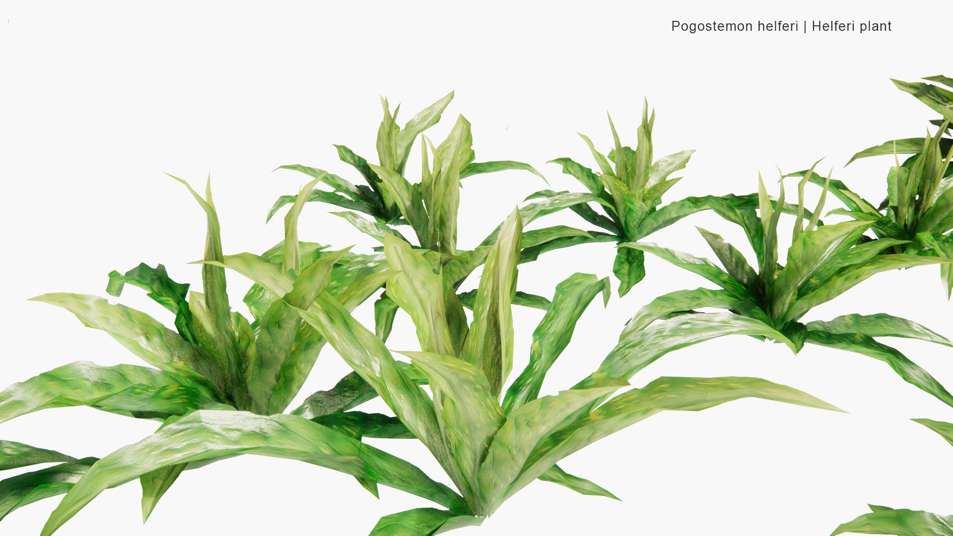 Low Poly Pogostemon Helferi - Helferi Plant (3D Model)