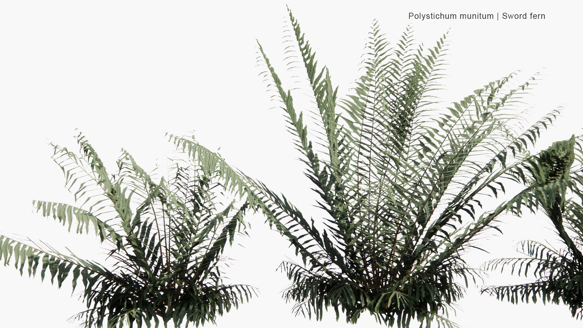 Low Poly Polystichum Munitum - Sword Fern (3D Model)