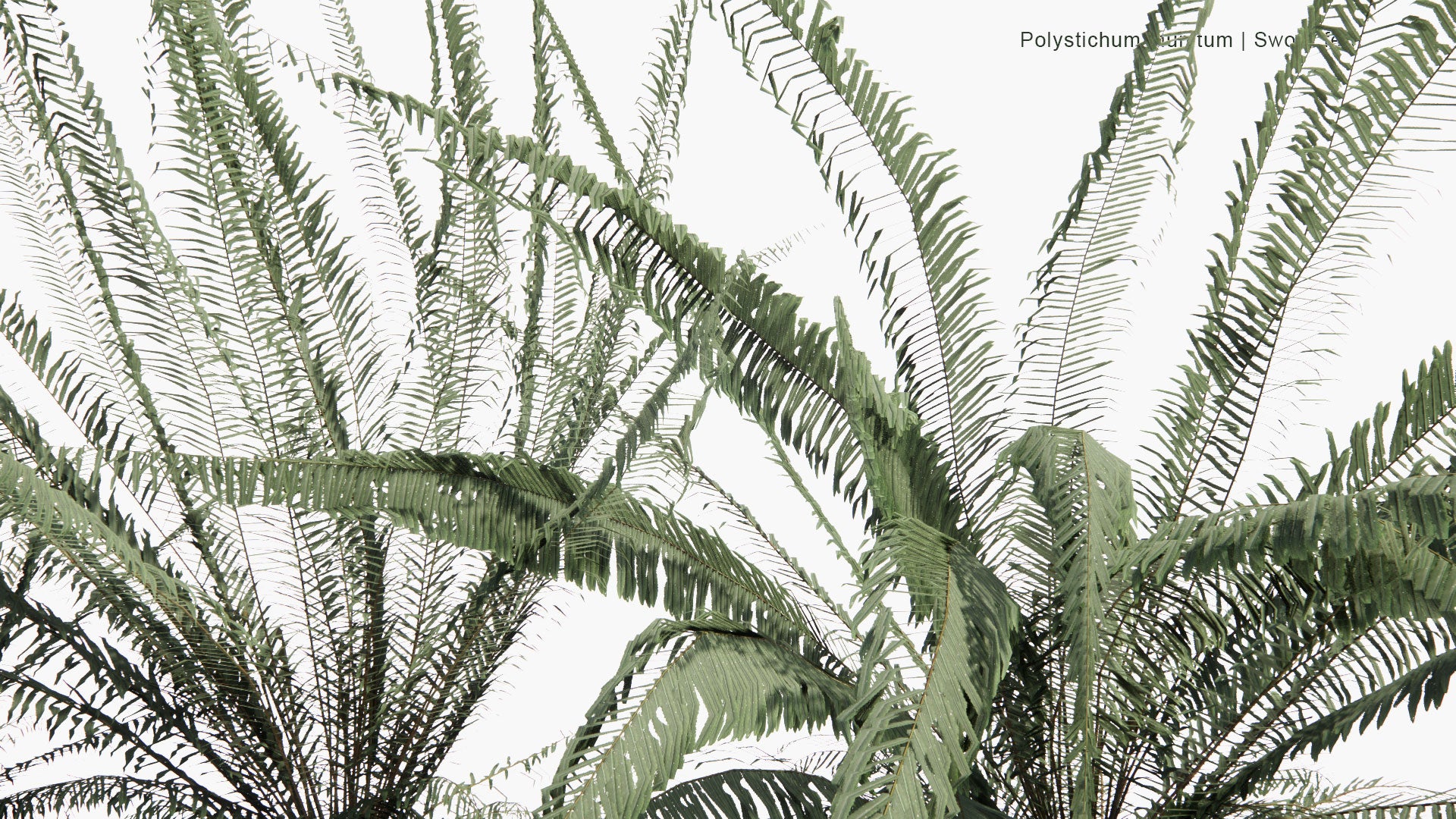 Low Poly Polystichum Munitum - Sword Fern (3D Model)