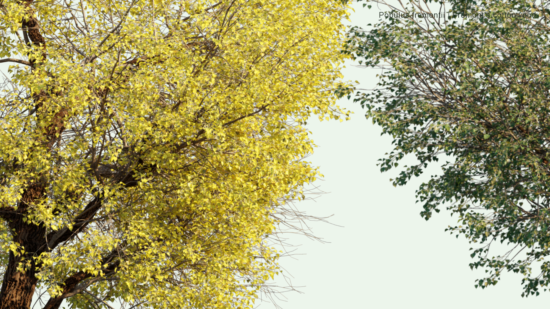 2D Populus Fremontii - Frémont's Cottonwood