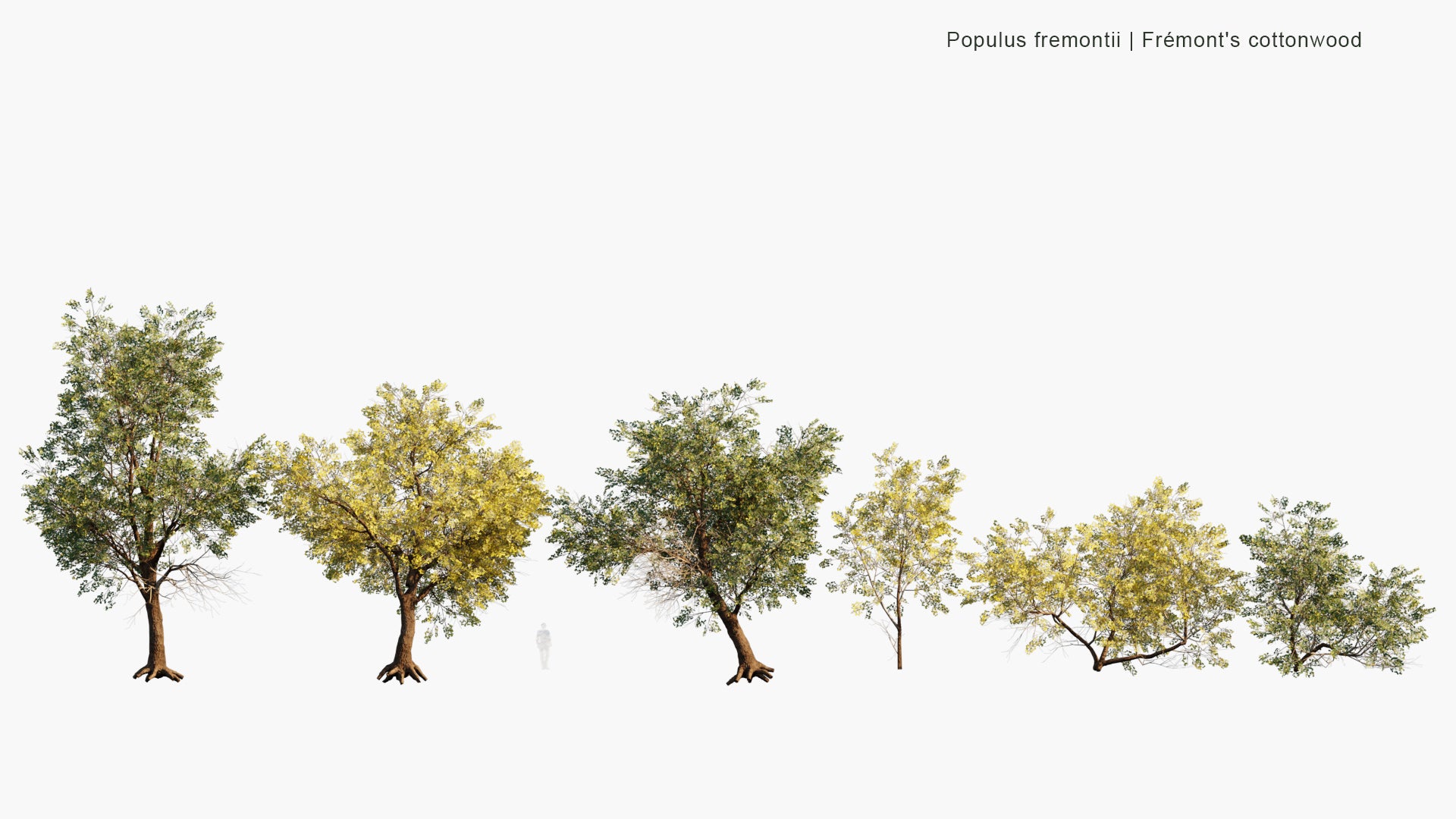 Low Poly Populus Fremontii - Frémont's Cottonwood (3D Model)
