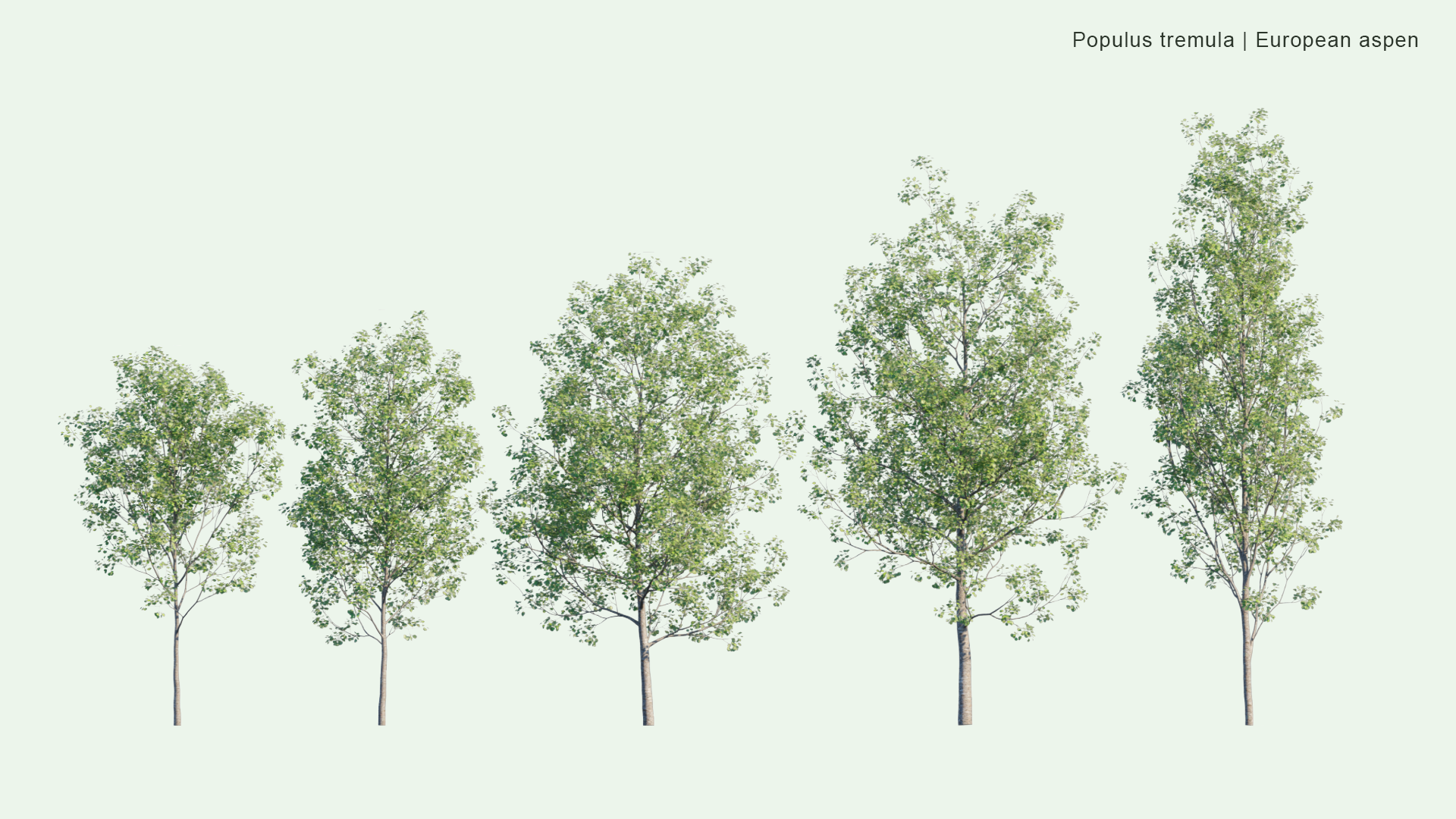 2D Populus Tremula - Aspen, Common Aspen, Eurasian Aspen, European Aspen, Quaking Aspen