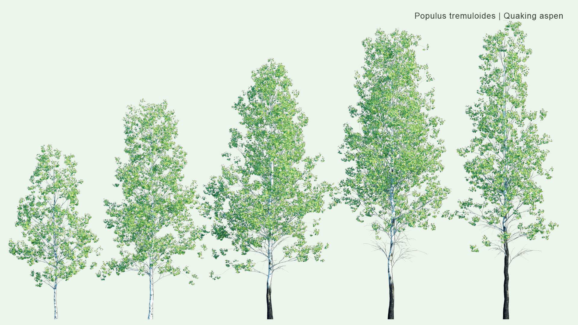 2D Populus Tremuloides - Quaking Aspen, Trembling Aspen, White Poplar