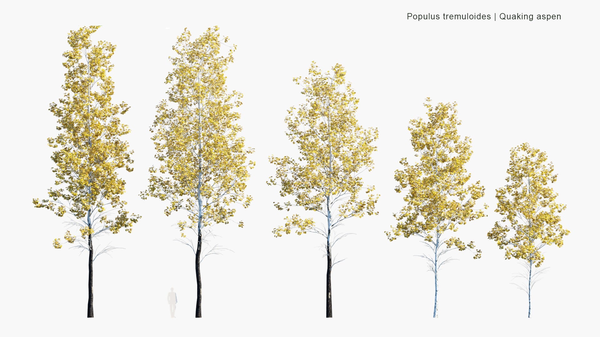 Low Poly Populus Tremuloides - Quaking Aspen, Trembling Aspen, White Poplar (3D Model)