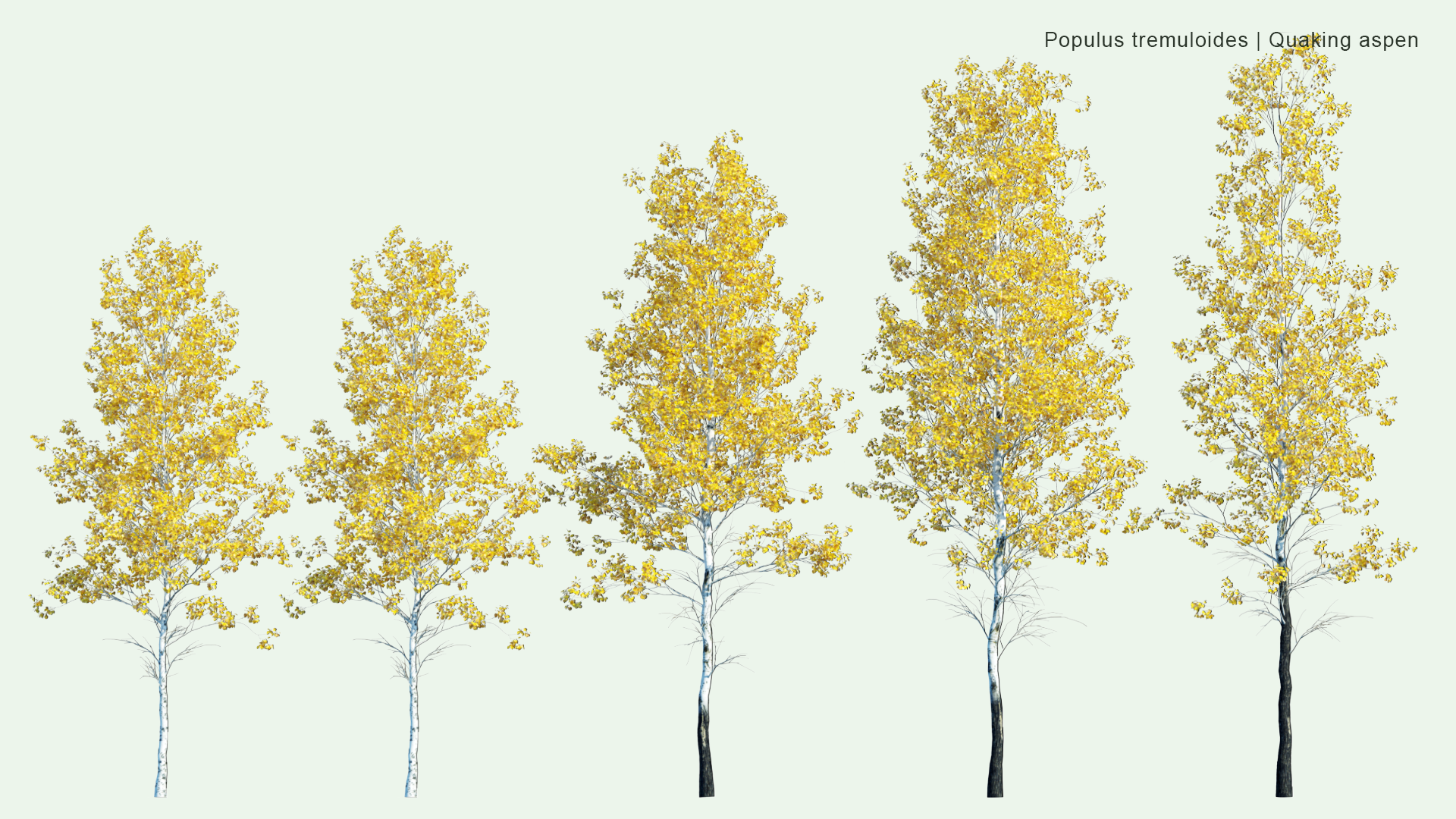 2D Populus Tremuloides - Quaking Aspen, Trembling Aspen, White Poplar