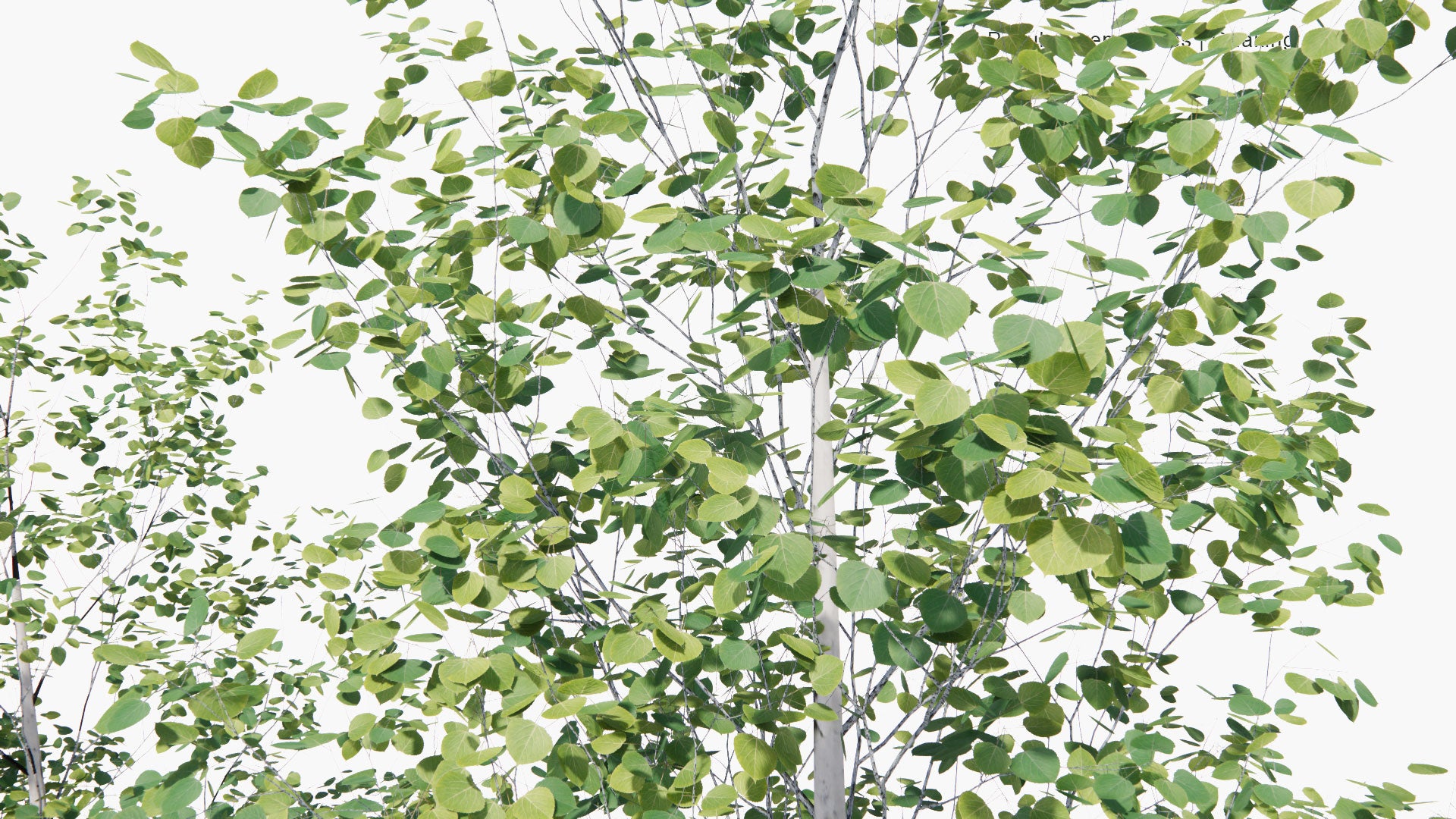Low Poly Populus Tremuloides - Quaking Aspen, Trembling Aspen, White Poplar (3D Model)