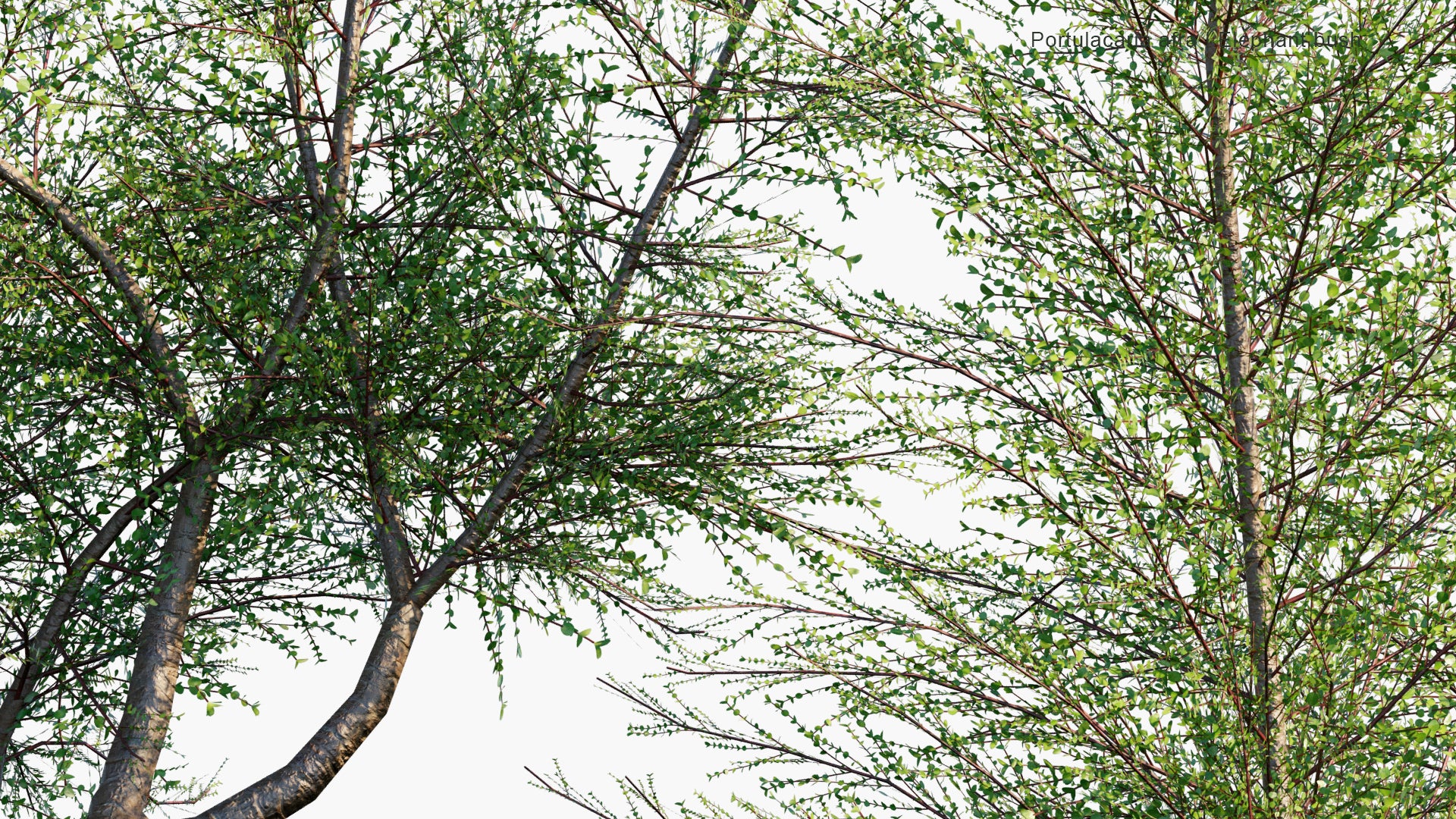 Low Poly Portulacaria Afra - Elephant Bush, Porkbush, Purslane Tree, Dwarf Jade, Spekboom (3D Model)