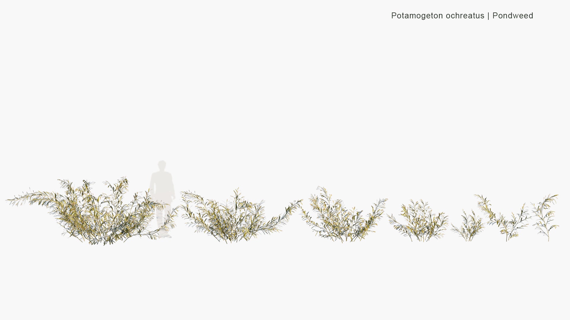 Low Poly Potamogeton Ochreatus - Pondweed (3D Model)