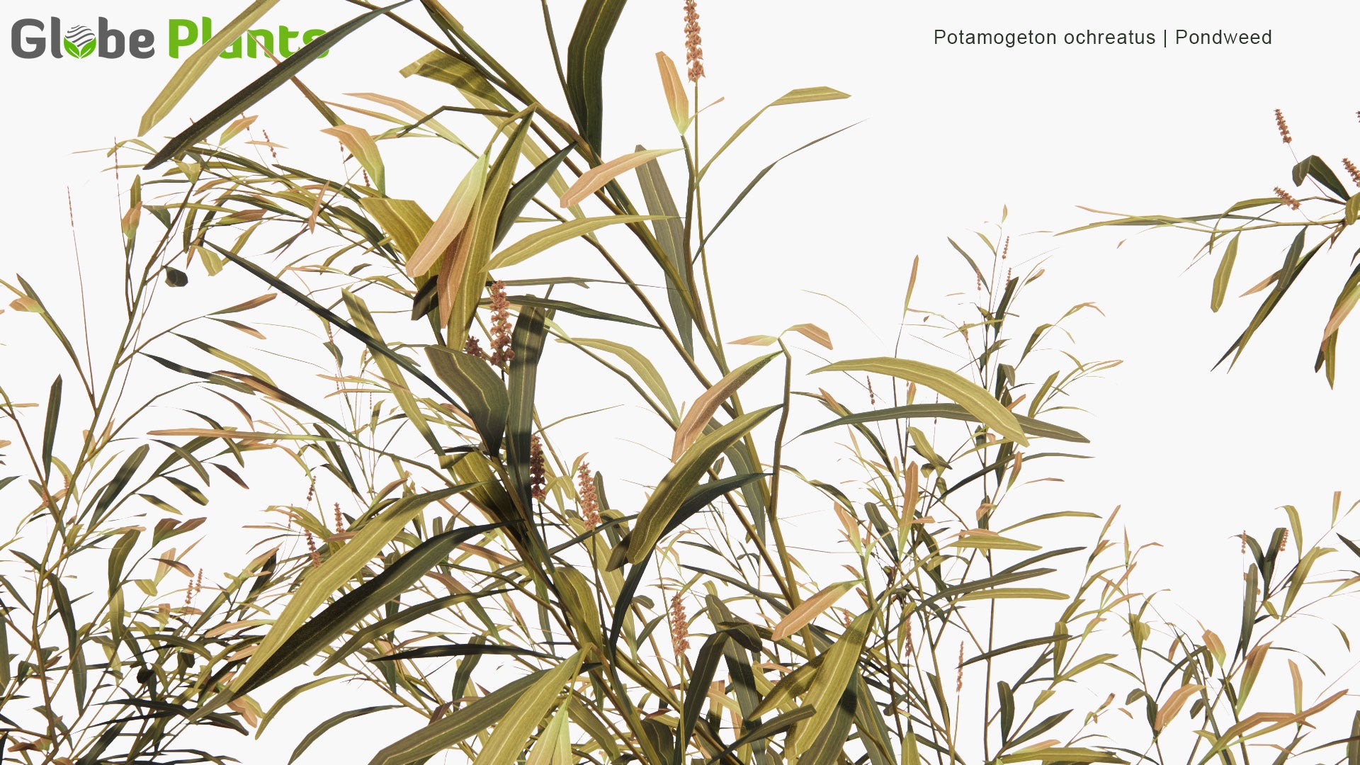 Low Poly Potamogeton Ochreatus - Pondweed (3D Model)