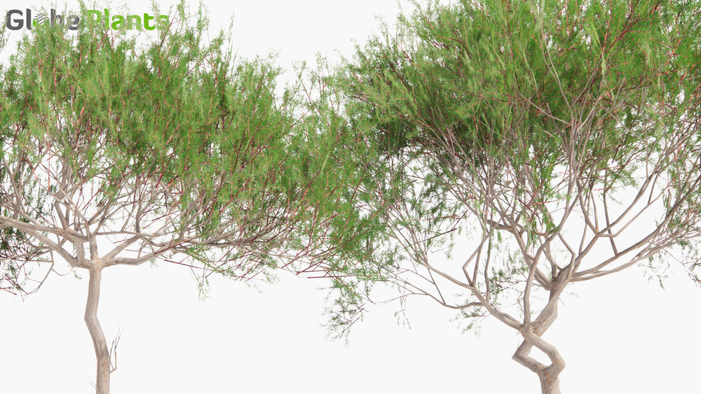 Low Poly | Prosopis Chilensis (Chilean Mesquite) 3D Model