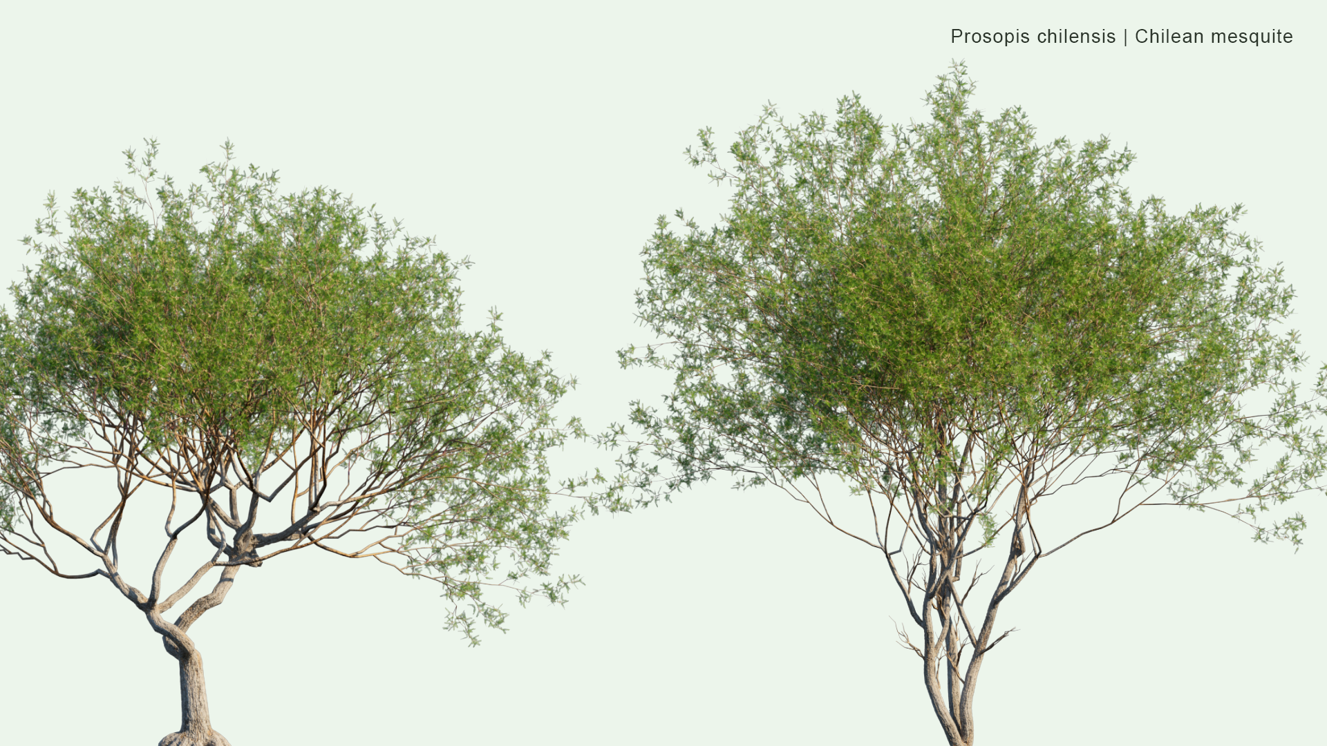 2D Prosopis Chilensis - Chilean Mesquite, Cupesí, Chilean Algarrobo